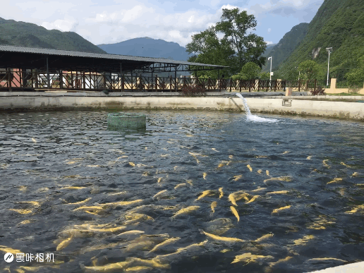 【美丽中国长江行】梵净水流来“黄金鱼”