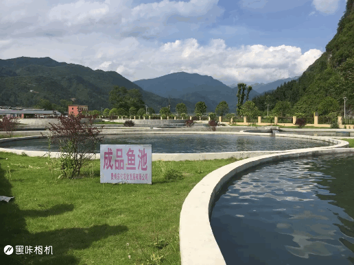 【美丽中国长江行】梵净水流来“黄金鱼”