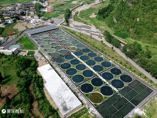 【美丽中国长江行】梵净水流来“黄金鱼”