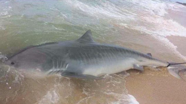 澳青年钓到4米虎鲨 周旋3小时放归大海