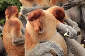  南京现食蟹猴  盘点世界十大珍稀猴子_云南网