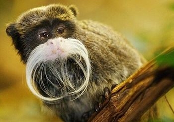  南京现食蟹猴  盘点世界十大珍稀猴子_云南网