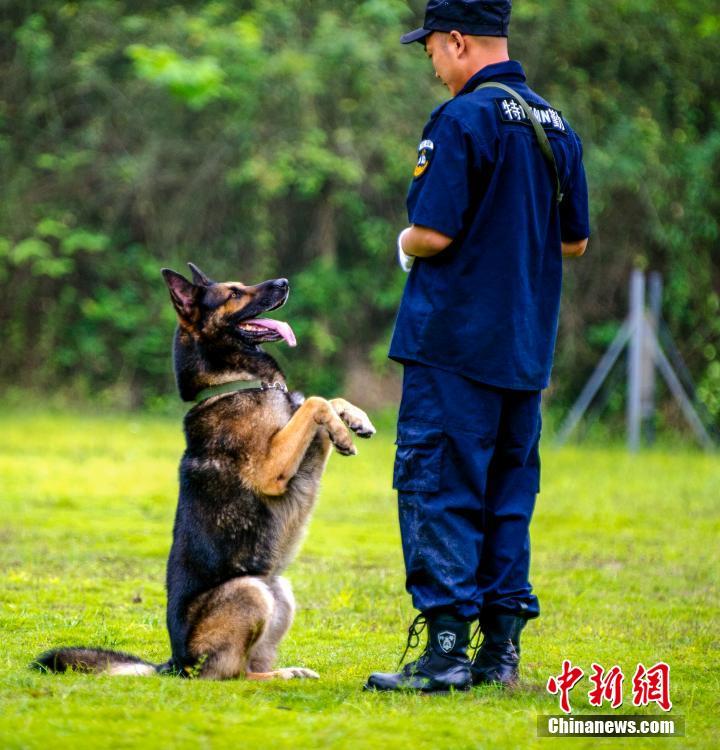 重庆警犬基地开放日活动 警犬展示多项技能