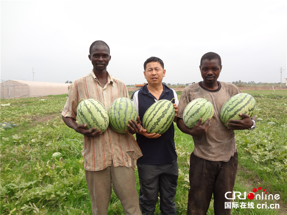 【新时代新气象新作为】中国热带农业专家与刚