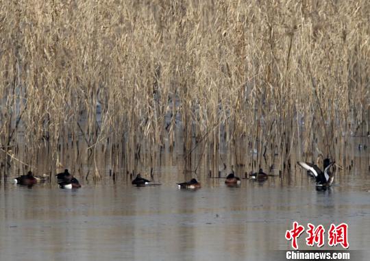 洞庭候鸟数量逐年破纪录多方携手构筑“保护者”网络