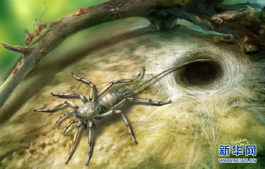 （图文互动）（3）研究发现1亿年前远古蜘蛛长有尾巴