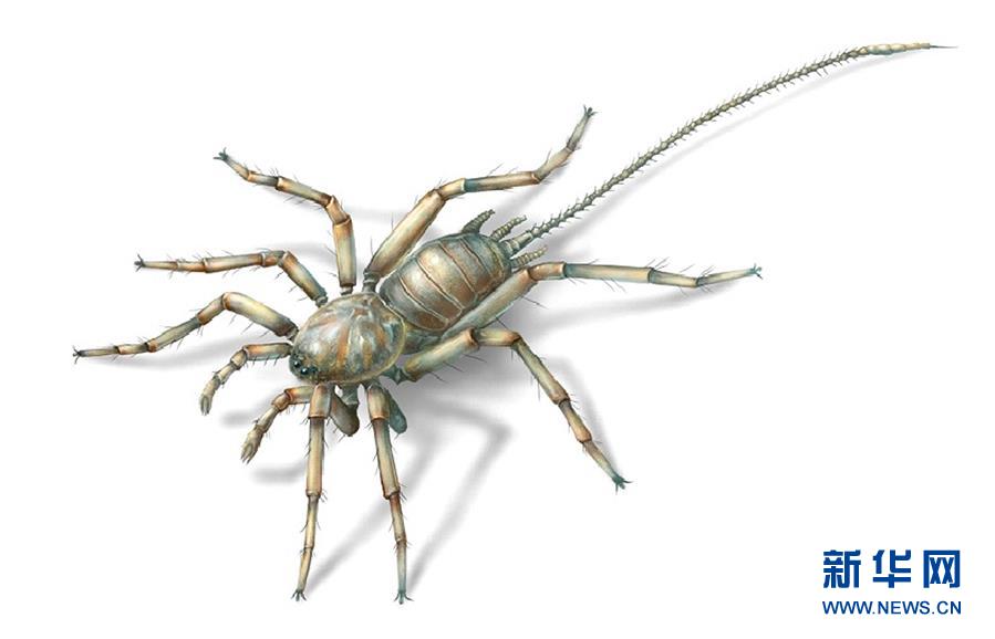 （图文互动）（5）研究发现1亿年前远古蜘蛛长有尾巴
