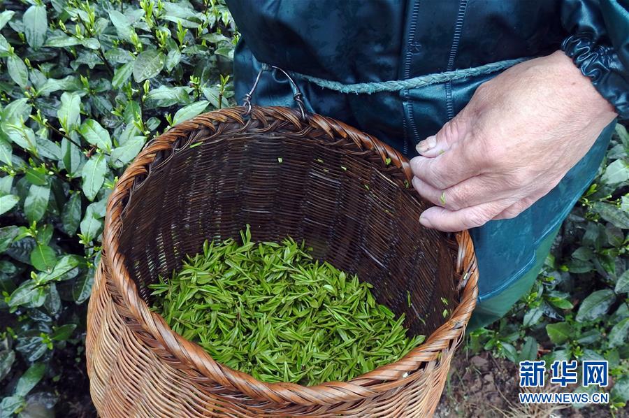 杭州西湖龙井春茶开采