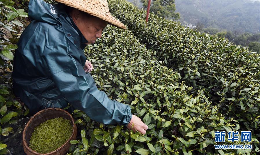 杭州西湖龙井春茶开采