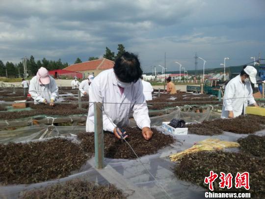 中国北疆黑河口岸出口添新品种干萝卜缨受韩国消费者“青睐”