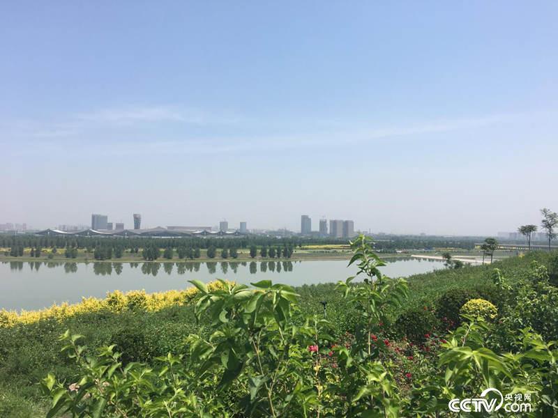 昔日干涸断流的滹沱河重现“滹沱花海”美景（摄\记者徐辉）