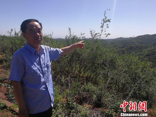 山西千年古县的“连翘经”：绿化荒山增收脱贫