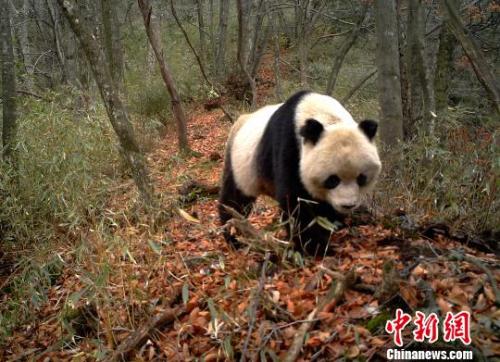 大熊猫国家公园管理局正式成立 严控园内人为活动增量