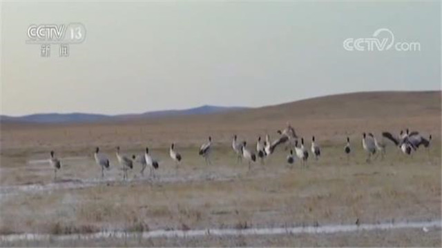 四川阿坝若尔盖湿地：黑颈鹤启程迁徙越冬