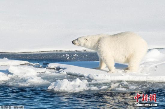 数十北极熊“入侵”俄新地岛危及居民 或遭射杀