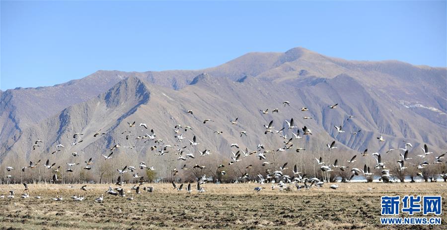 斑头雁飞抵拉萨过冬