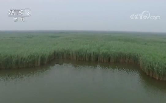 黄河流域生态恢复成效显著 河口湿地恢复区明水水面由15%增加到60%