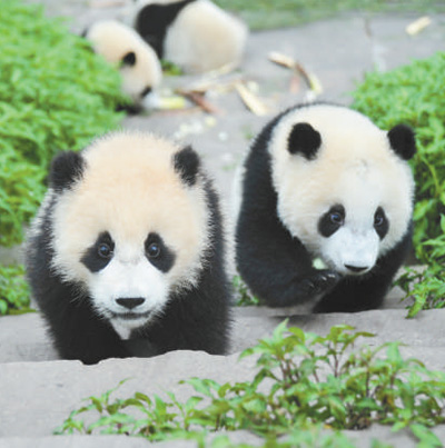 卧龙成为首个国家级大熊猫自然保护区