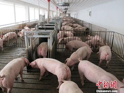 中央农村工作会议：要加快恢复生猪生产