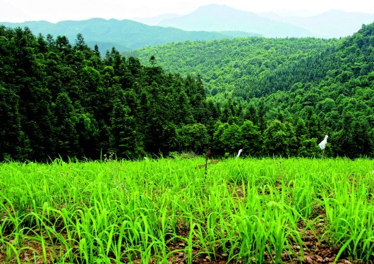 种植上千年，却曾濒临“消失”寻种10年，靠1斤半种子“救”下红米旱稻