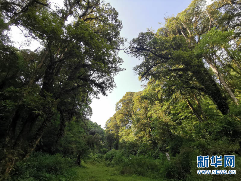 在古林箐自然保护区内,有擎天树,东京龙脑香,藤枣,长蕊木兰,华盖木