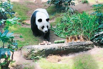 香港大熊猫 小日子挺美（看香港）
