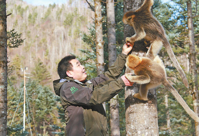 杨敬元29年在神农架从事金丝猴研究不怕山路远 守护丛林间（自然之子）