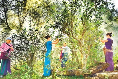 正在申遗的全球第一处茶文化景观景迈山古茶林的价值认知
