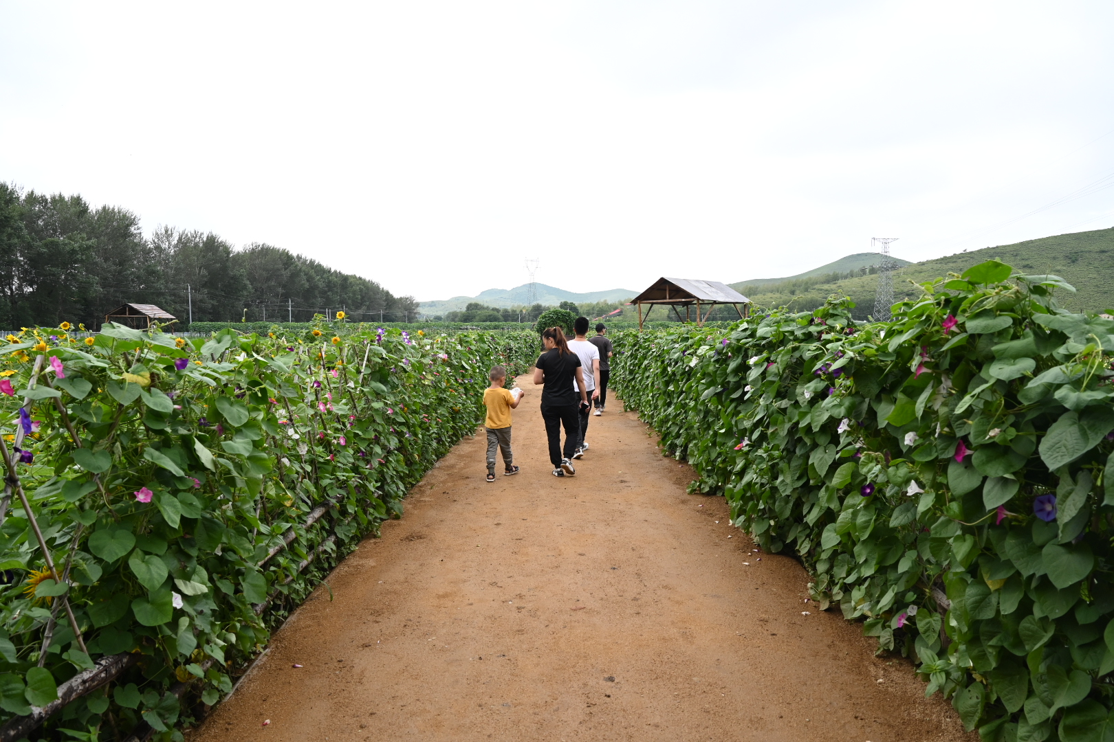 开心农场络绎不绝的游客 澎湃新闻记者 孙湛 图