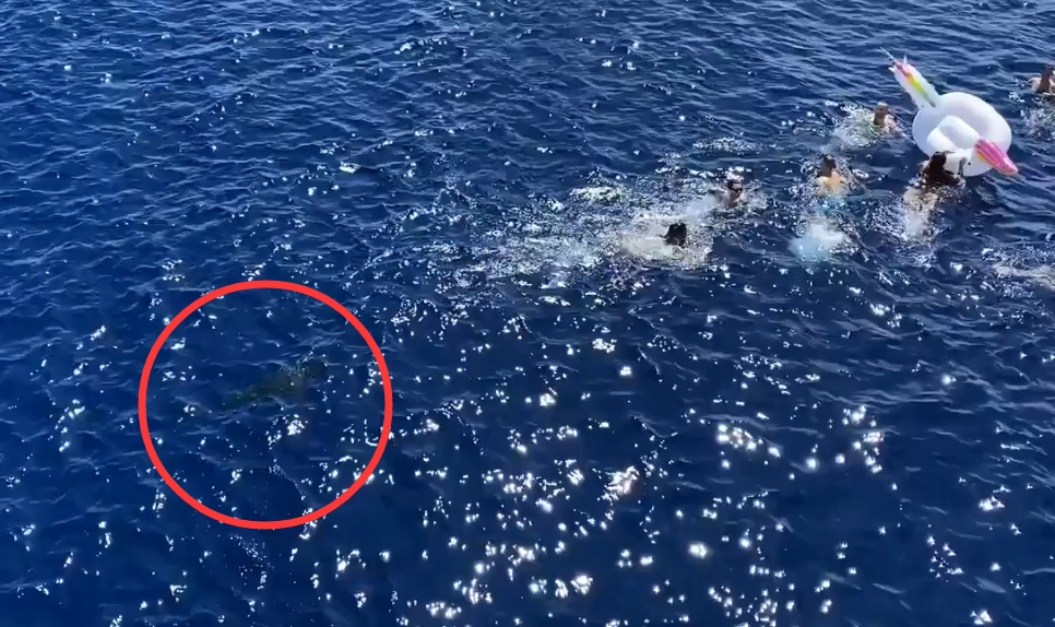 惊险！美国海警船员开海上派对，突然游来两米多长鲨鱼