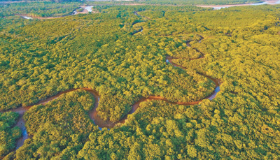 到2025年，我国将营造和修复红树林18800公顷红树林保护有了“路线图”
