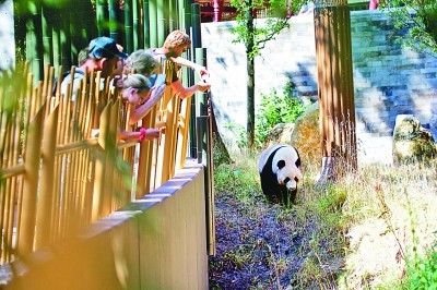 大熊猫“星雅”在荷兰欧维汉兹动物园内玩耍