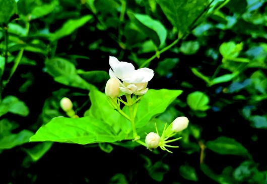 好一朵美丽的茉莉花从两捆花苗到百亿元花产业：广西横县以花富民强县之路