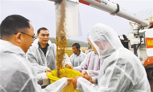 杂交水稻双季亩产再破纪录——亩产1500公斤意味着什么