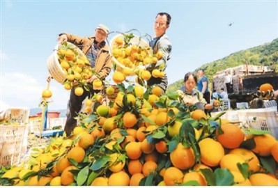 贵州榕江：脐橙抢鲜上市