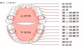 (1)乳牙列:从6个月左右开始长出第一颗牙起,到6