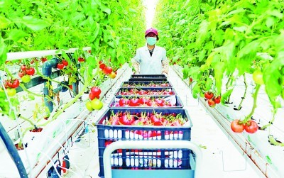 新疆高新植物工厂培育全季节西红柿
