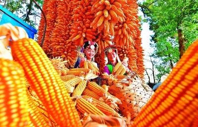 彝族农民忙着挂晒喜获丰收的玉米