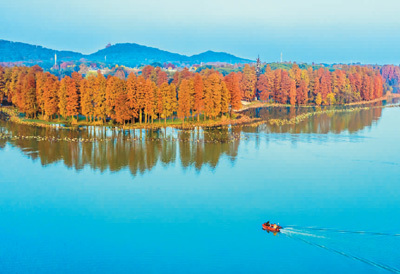 去武汉东湖看红叶
