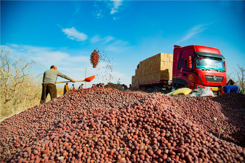 新疆洛浦：红枣产业强起来 农民口袋鼓起来