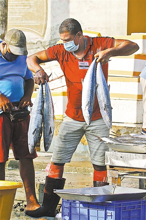 科伦坡重开因疫情关闭的鱼市场