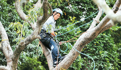 香港“树医生”李国文：治愈树，被树治愈