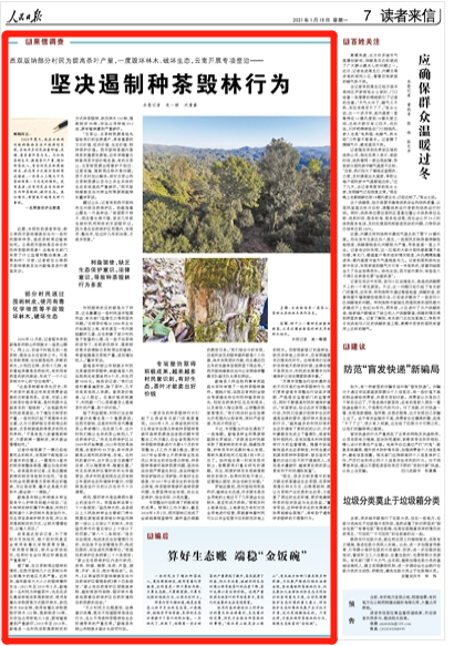 人民日报来信调查：云南开展专项整治 坚决遏制种茶毁林行为