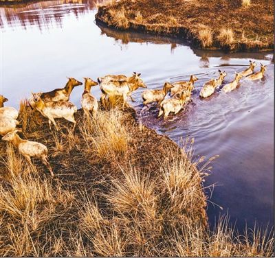 溱湖湿地麋鹿欢