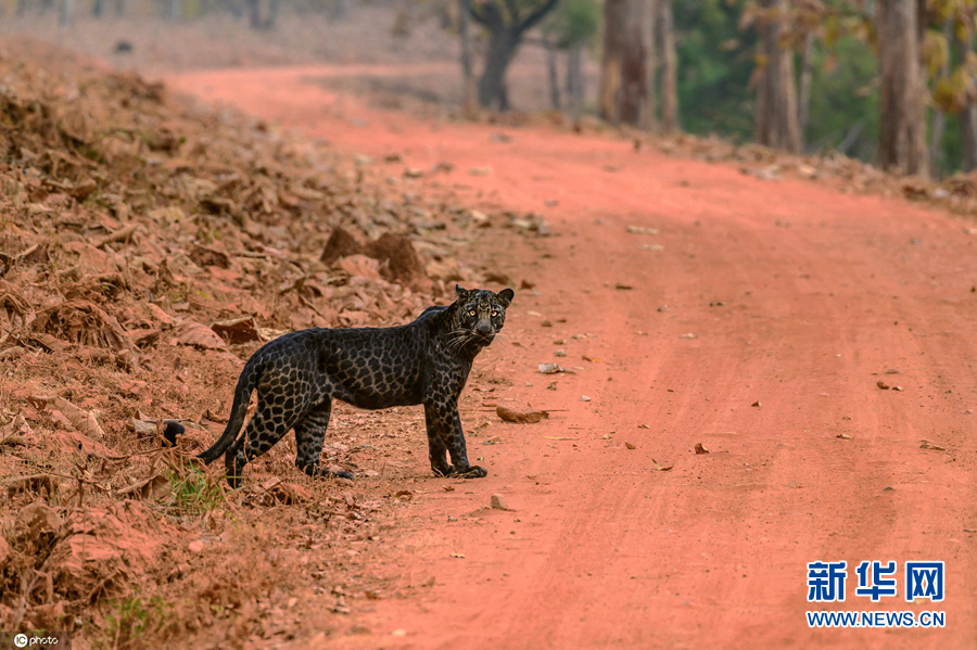 印度国家公园发现罕见黑豹