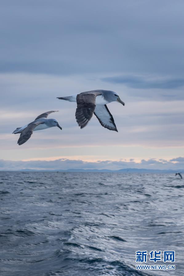 研究显示海鸟生活依赖公海