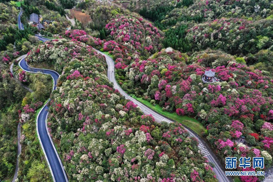 3月21日,游客在贵州百里杜鹃管理区普底景区观花赏景(无人机照片).