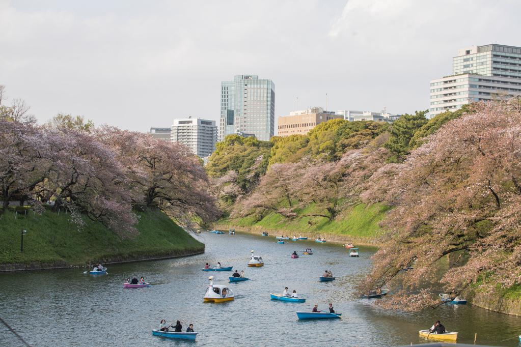 全球连线 | 1200年来最早盛花期 日本京都樱花今年为何创纪录？