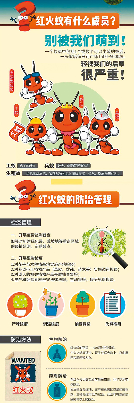 红火蚁位列全球百种最危险入侵物种,已传播至国内10多个省份科技战"蚁