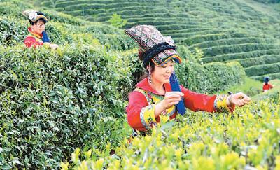 茶产业致富